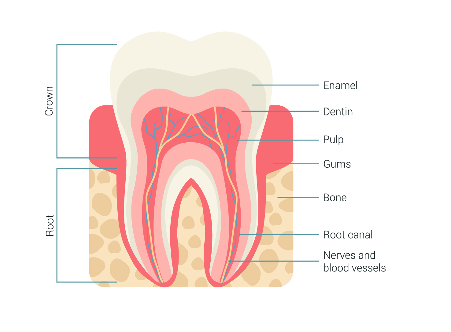 Tooth Anatomy Milford Family Dentistry